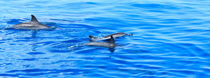 Whale and Dolphin watching coasts